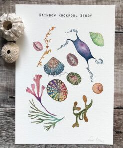 Illustration and my inter[ratation of a rainbow rockpool study about the inhabitants around