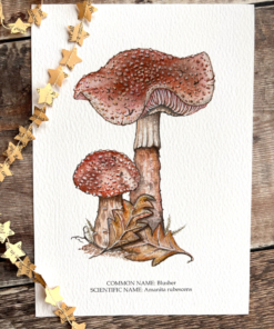 Blusher mushroom A5 print
